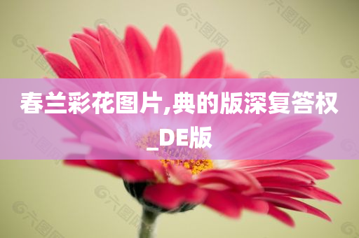 春兰彩花图片,典的版深复答权_DE版